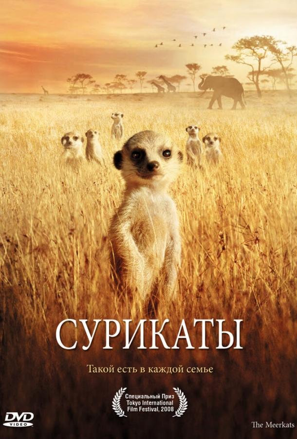 Постер к Сурикаты (2007)
