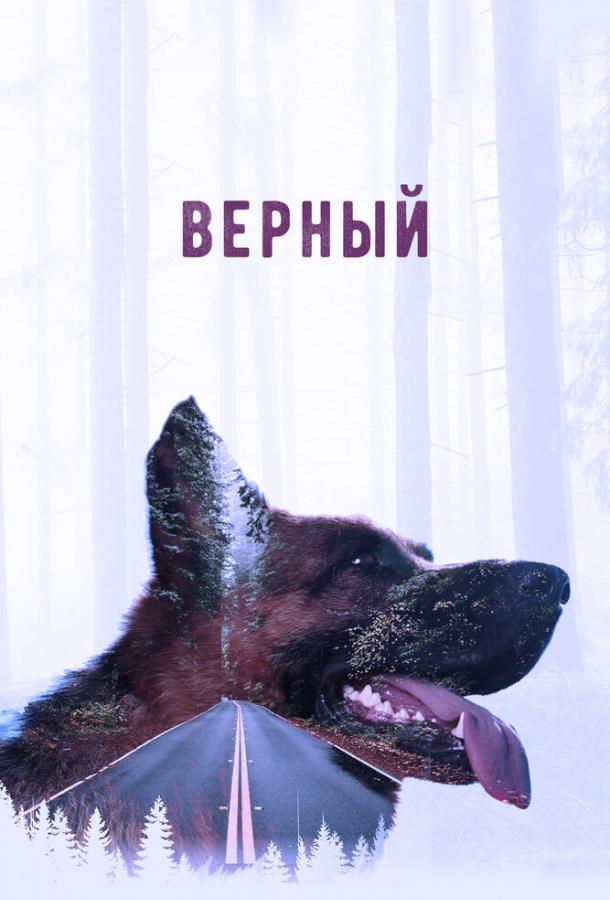 Постер к Верный (2016)